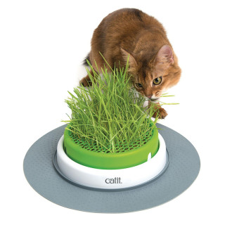 Catit herbe à chat avec pot