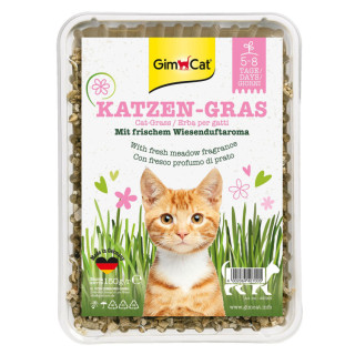 Gimcat herbe à chat
