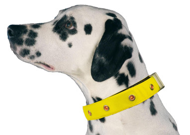 Collier lumineux pour chien jaune led